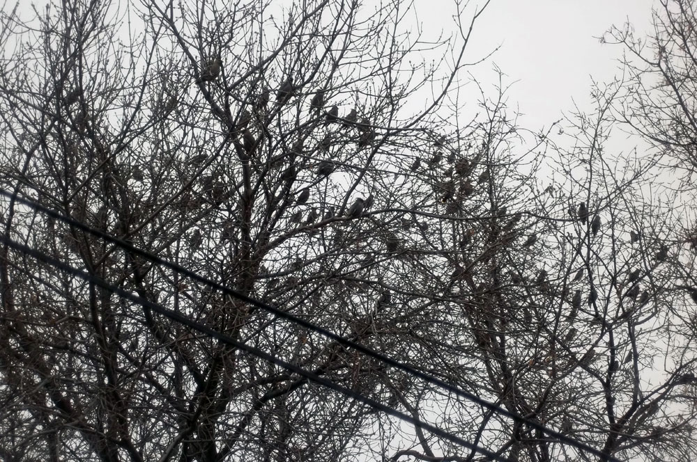 Come Thou Long Expected Jesus