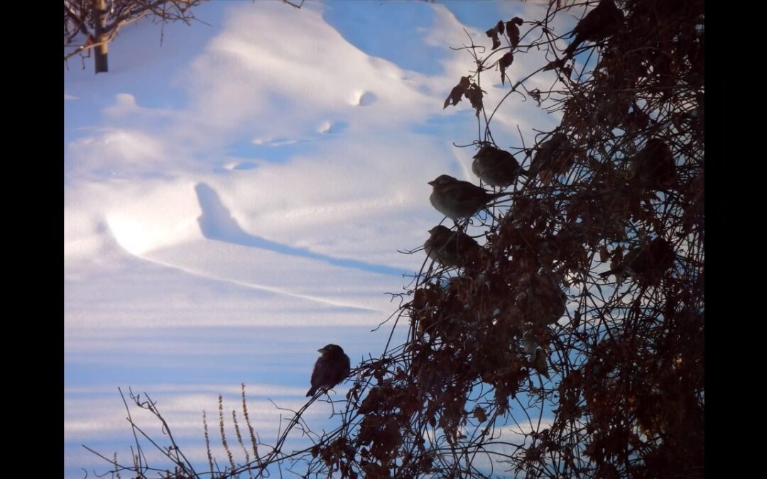 Infant Holy, Infant Lowly