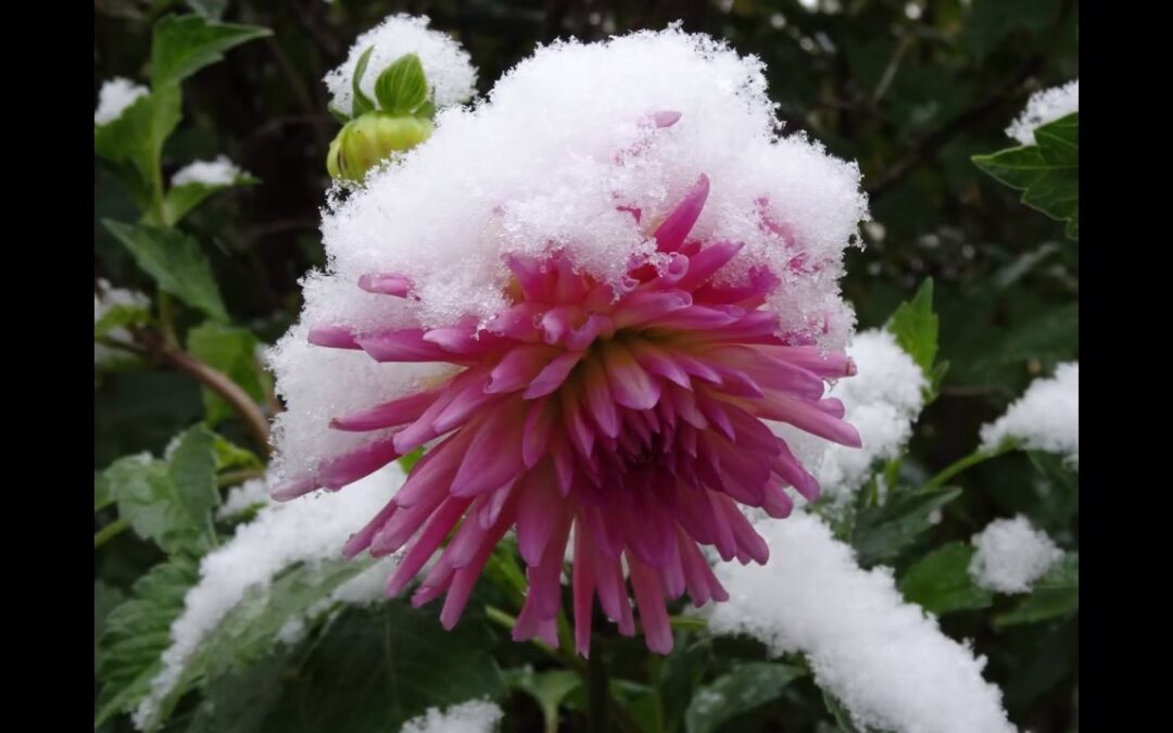 Lo, How a Rose E’er Blooming